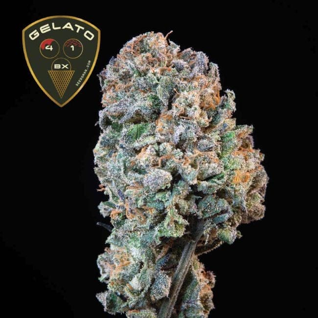 Gelato 41 BX феминизирани семена-SMAN-GE41BX-FEM
