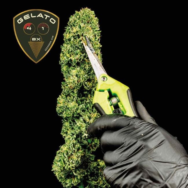 Gelato 41 BX феминизирани семена-SMAN-GE41BX-FEM