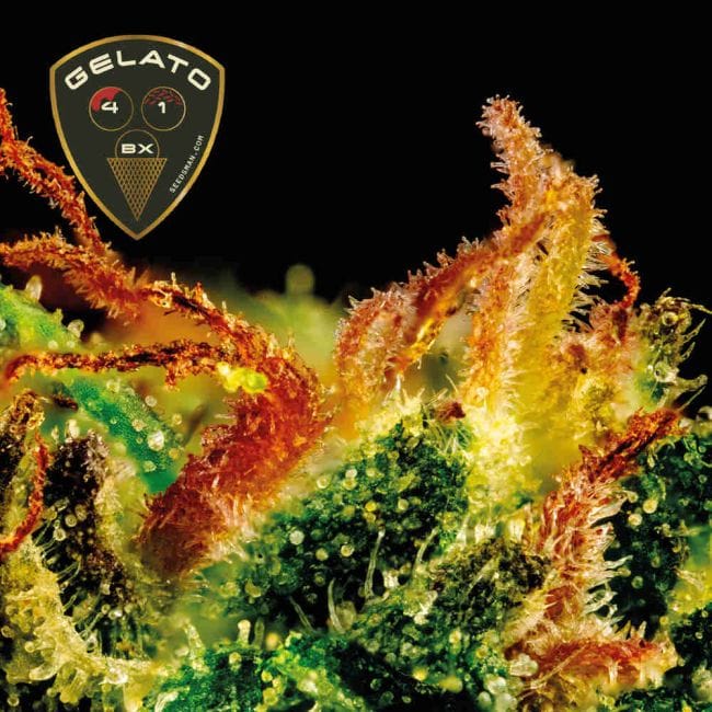 Gelato 41 BX феминизирани семена-SMAN-GE41BX-FEM