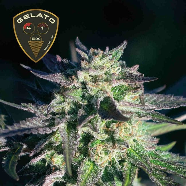 Gelato 41 BX феминизирани семена-SMAN-GE41BX-FEM