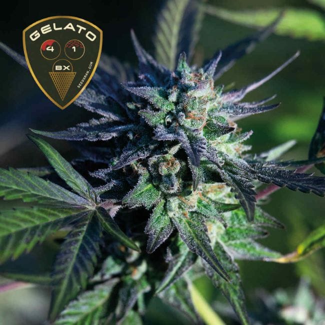 Gelato 41 BX феминизирани семена-SMAN-GE41BX-FEM