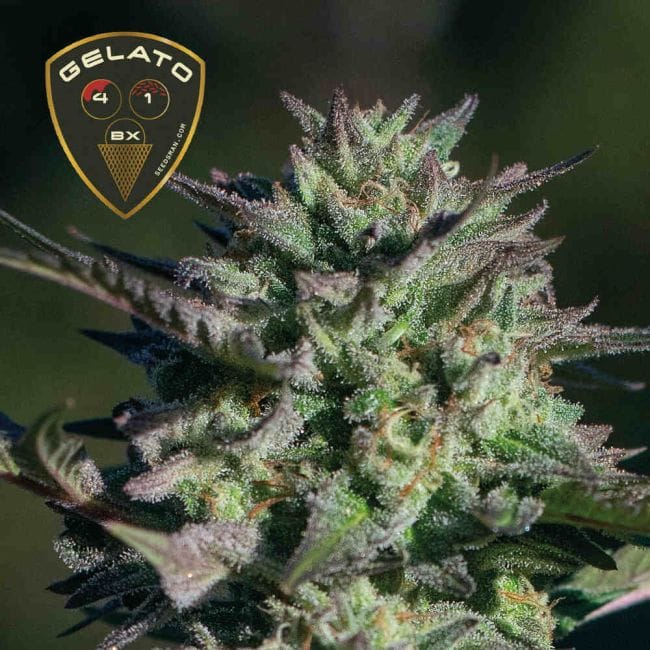 Gelato 41 BX феминизирани семена-SMAN-GE41BX-FEM