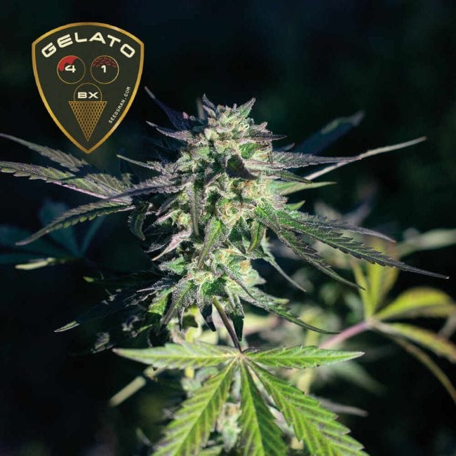 Gelato 41 BX феминизирани семена-SMAN-GE41BX-FEM