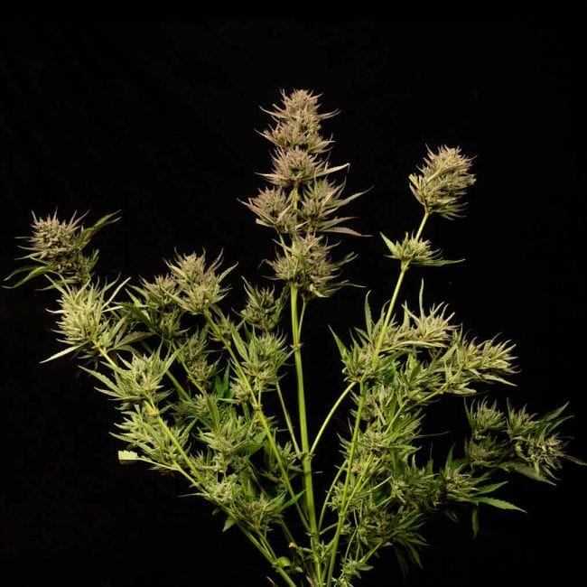 Cookie Apple OG F1 Auto Feminized Seeds-SMAN-COAPOG-AUTO-FEM
