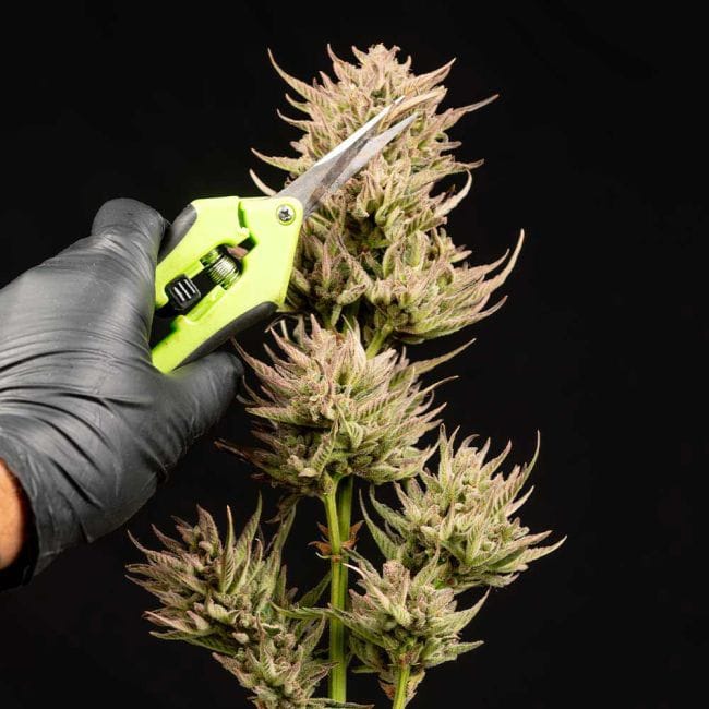 Cookie Apple OG F1 Auto Feminized Seeds-SMAN-COAPOG-AUTO-FEM