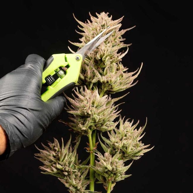 Cookie Apple OG F1 Auto феминизирани семена-SMAN-COAPOG-AUTO-FEM