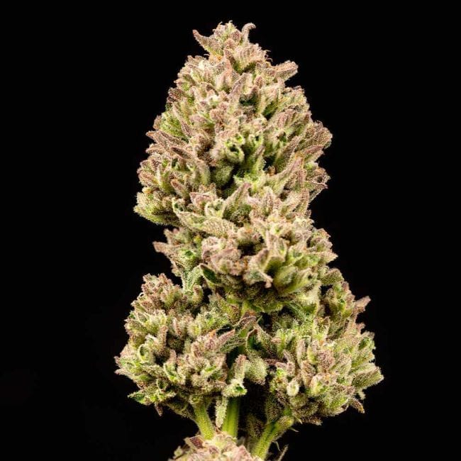 Cookie Apple OG F1 Auto Feminized Seeds-SMAN-COAPOG-AUTO-FEM
