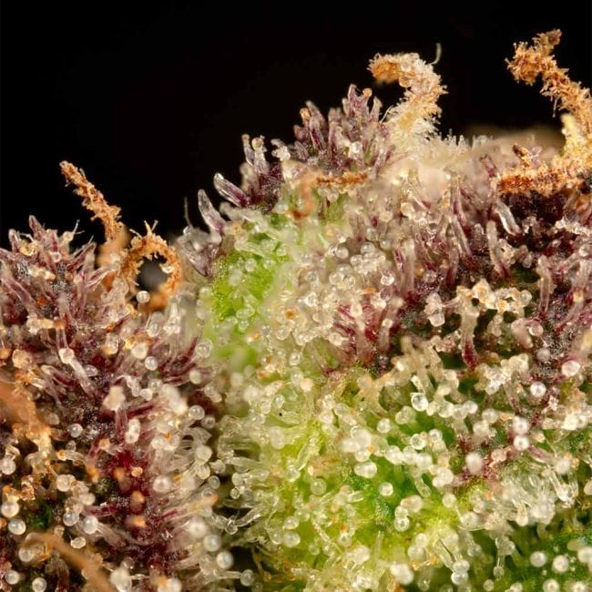 Cookie Apple OG F1 Auto Feminized Seeds-SMAN-COAPOG-AUTO-FEM