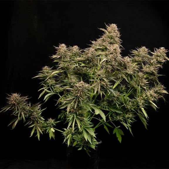Fatso GMO F1 Auto Feminised Seeds-SMAN-FAGMO-AUTO-FEM