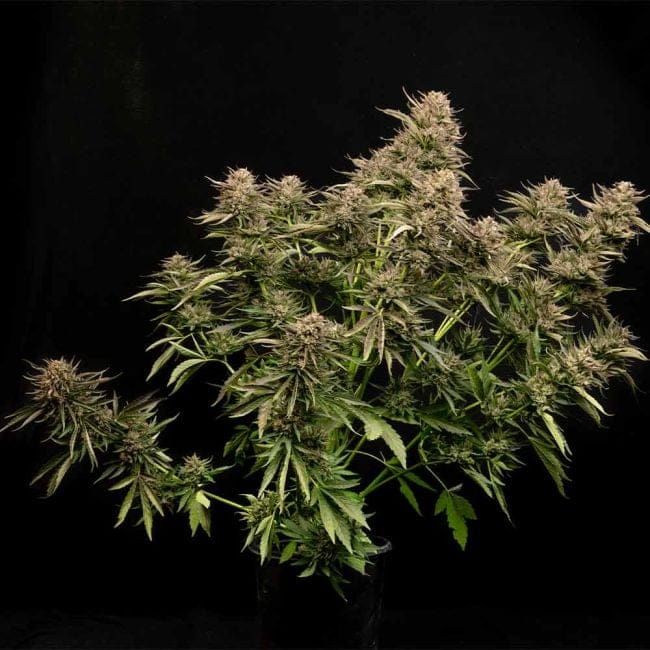 Fatso GMO F1 Auto феминизирани семена-SMAN-FAGMO-AUTO-FEM