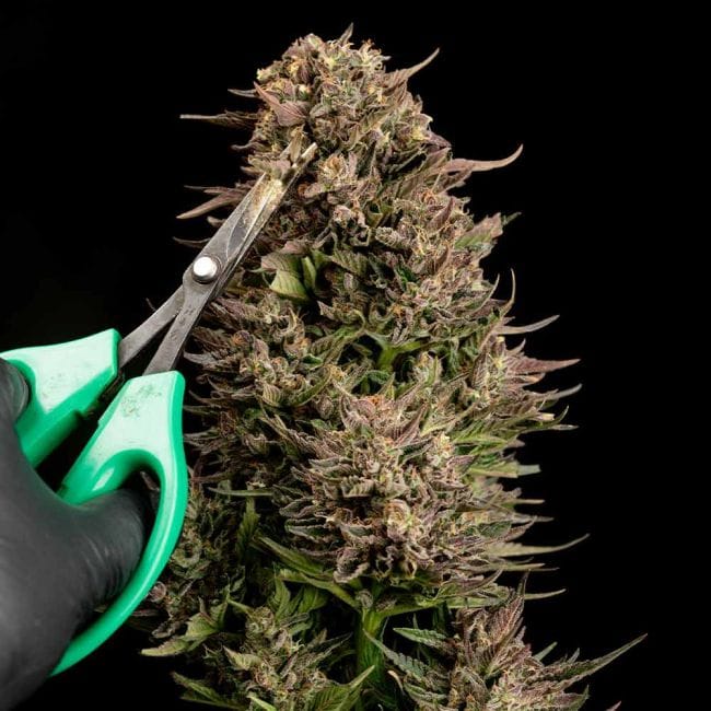 Fatso GMO F1 Auto Feminised Seeds-SMAN-FAGMO-AUTO-FEM