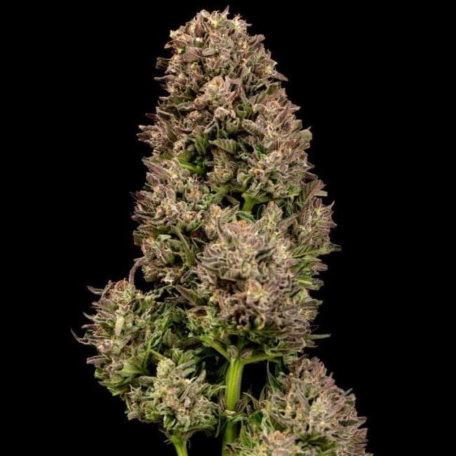 Fatso GMO F1 Auto Feminised Seeds-SMAN-FAGMO-AUTO-FEM