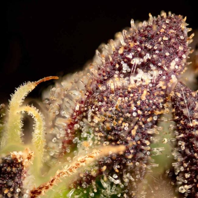 Fatso GMO F1 Auto феминизирани семена-SMAN-FAGMO-AUTO-FEM