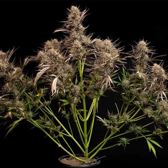 Garlic Muffin F1 Auto Feminised Seeds-SMAN-GAMU-AUTO-FEM