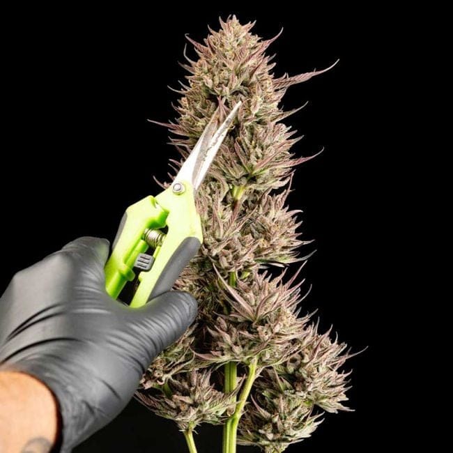 Garlic Muffin F1 Auto Feminised Seeds-SMAN-GAMU-AUTO-FEM