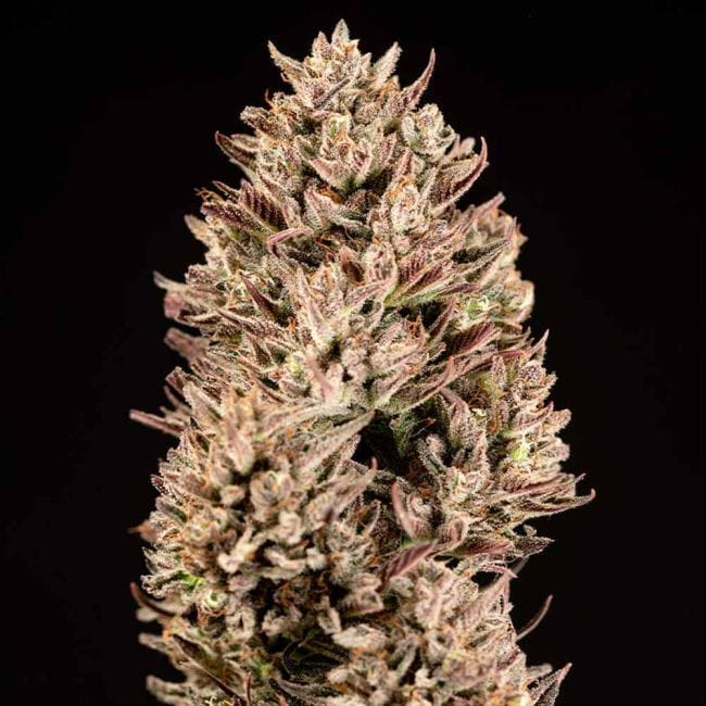 Garlic Muffin F1 Auto феминизирани семена-SMAN-GAMU-AUTO-FEM