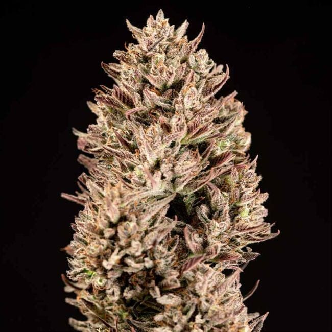 Garlic Muffin F1 Auto феминизирани семена-SMAN-GAMU-AUTO-FEM