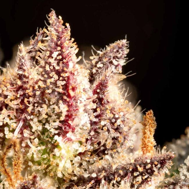 Garlic Muffin F1 Auto феминизирани семена-SMAN-GAMU-AUTO-FEM