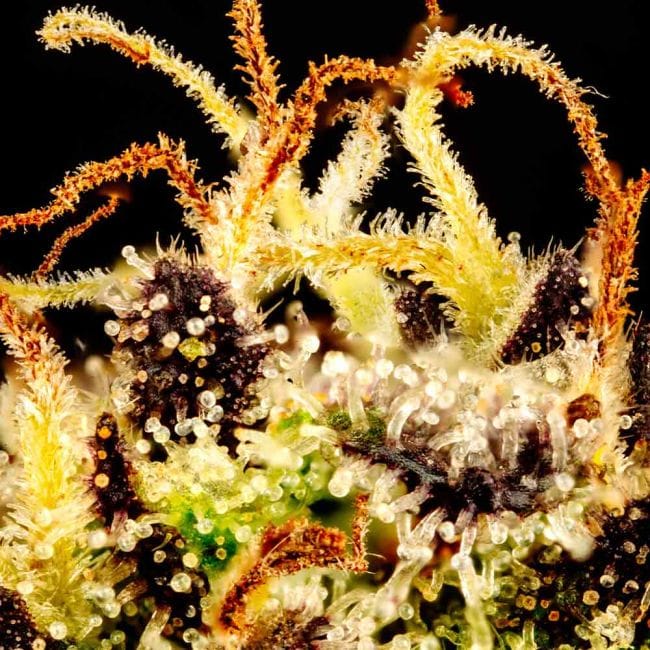 Gorilla Jealousy F1 Feminized Seeds-SMAN-GOJE-FEM