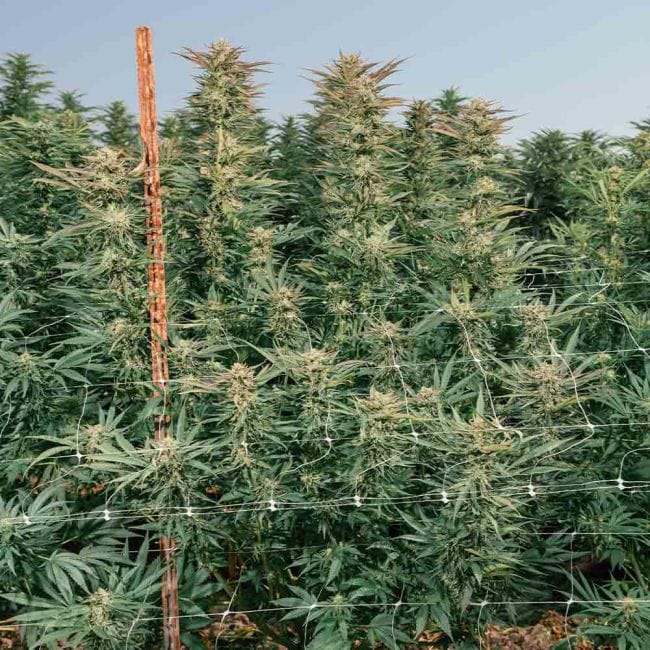 Cherry Punch F1 феминизирани семена-SMAN-CHPU-FEM
