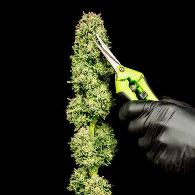 Cherry Punch F1 Feminised Seeds-SMAN-CHPU-FEM