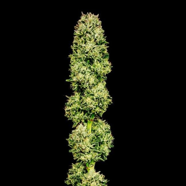 Cherry Punch F1 Feminised Seeds-SMAN-CHPU-FEM
