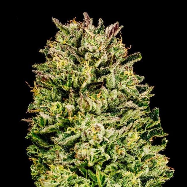 Cherry Punch F1 Feminised Seeds-SMAN-CHPU-FEM