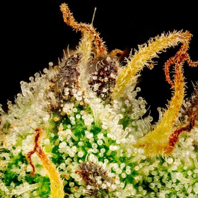 Cherry Punch F1 Feminised Seeds-SMAN-CHPU-FEM