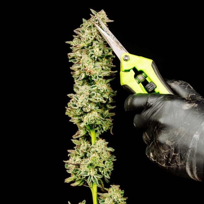 Purple Oreoz F1 Feminized Seeds-SMAN-PUOR-FEM