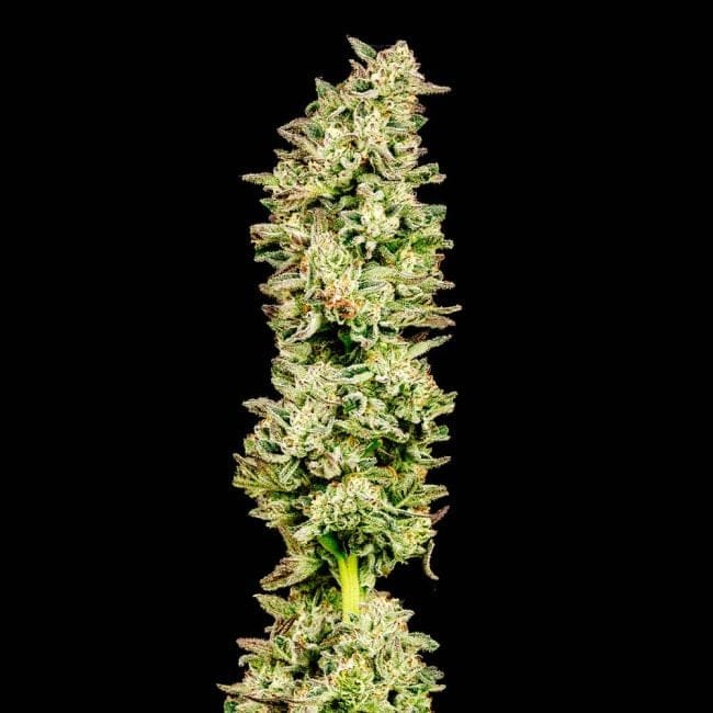 Purple Oreoz F1 Feminized Seeds-SMAN-PUOR-FEM