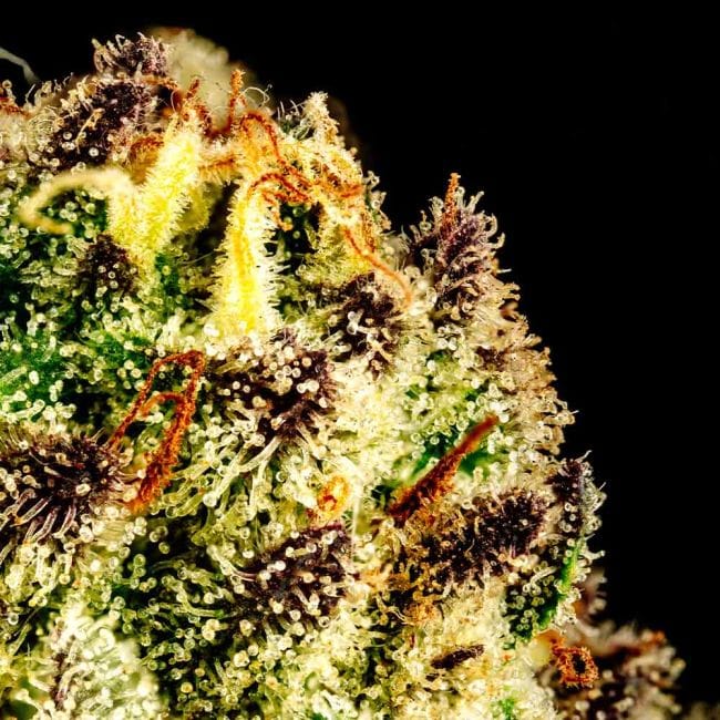 Purple Oreoz F1 Feminisiert Saatgut-SMAN-PUOR-FEM