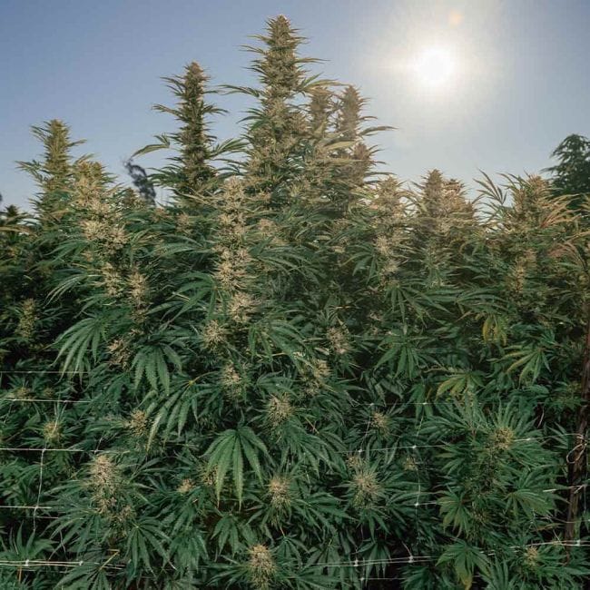 Tangerine Snow F1 Fast Feminized Seeds-SMAN-TASN-FAST-FEM
