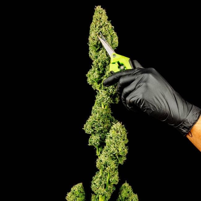 Tangerine Snow F1 Fast Feminized Seeds-SMAN-TASN-FAST-FEM