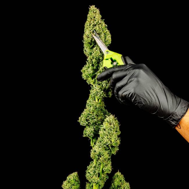 Tangerine Snow F1 Fast Feminised Seeds-SMAN-TASN-FAST-FEM