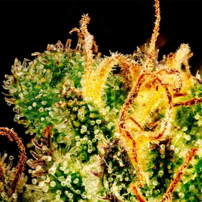 Tangerine Snow F1 Fast Feminized Seeds-SMAN-TASN-FAST-FEM