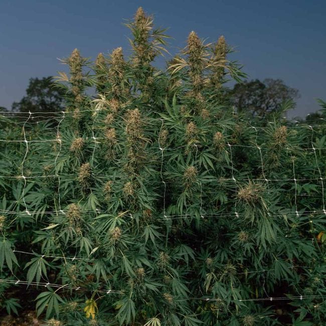 Blueberry Pie F1 Fast Feminised Seeds-SMAN-BLPI-FAST-FEM