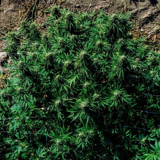 Blueberry Pie F1 Fast Feminised Seeds-SMAN-BLPI-FAST-FEM