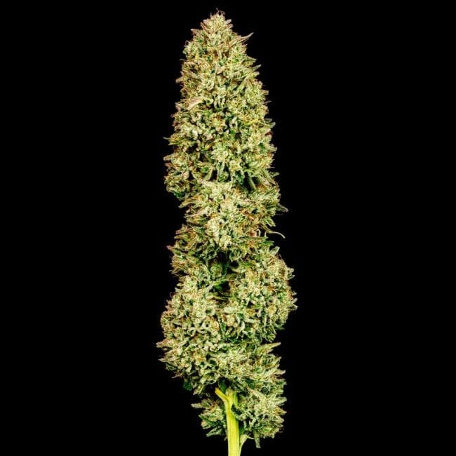 Blueberry Pie F1 Rapide Féminisée Semences-SMAN-BLPI-FAST-FEM