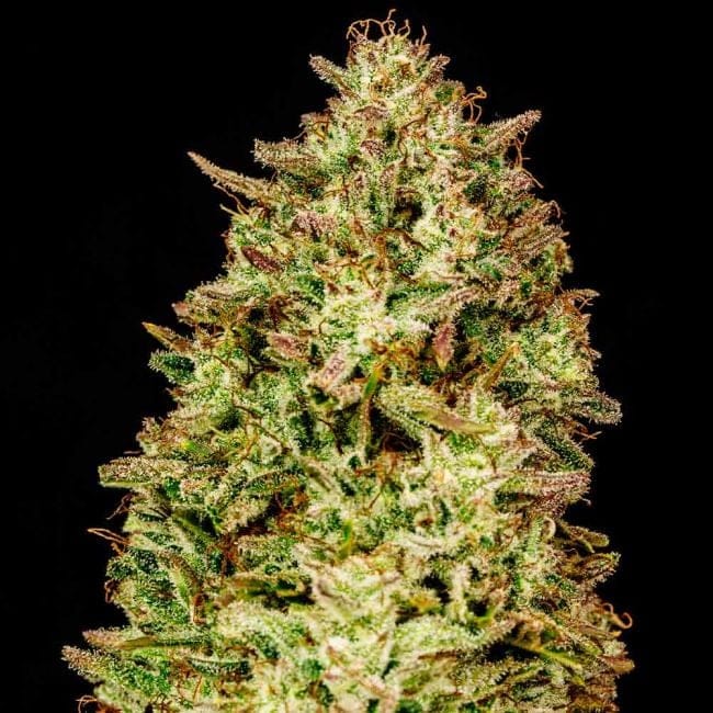 Blueberry Pie F1 Fast Feminised Seeds-SMAN-BLPI-FAST-FEM