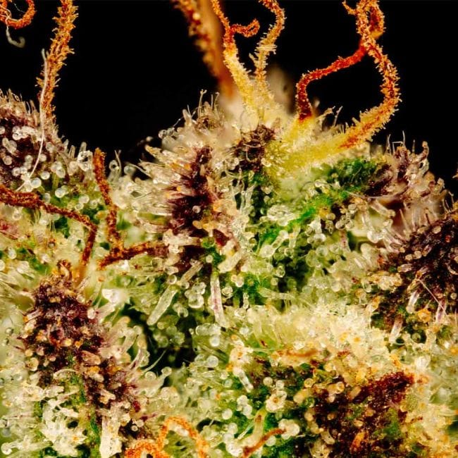 Blueberry Pie F1 бърз феминизирани семена-SMAN-BLPI-FAST-FEM
