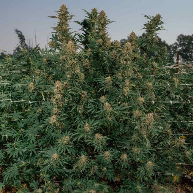 Gorilla Gas F1 Fast Feminised Seeds-SMAN-GOGA-FAST-FEM