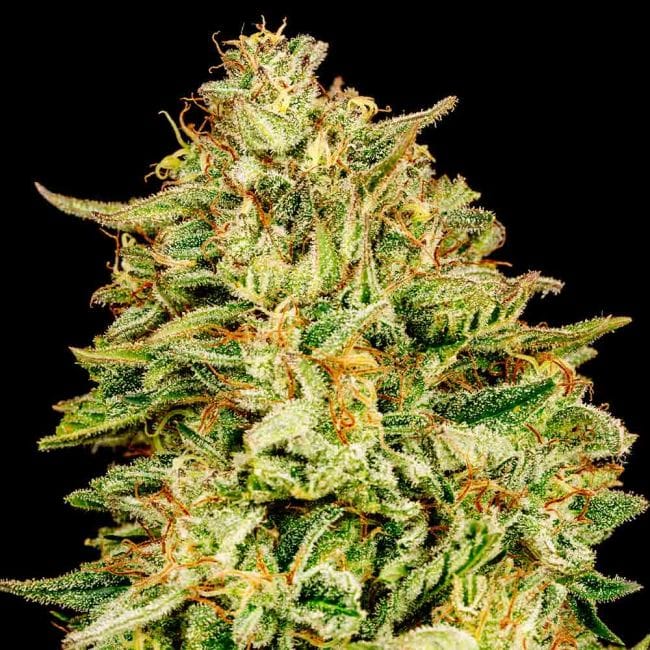 Gorilla Gas F1 Fast Feminised Seeds-SMAN-GOGA-FAST-FEM