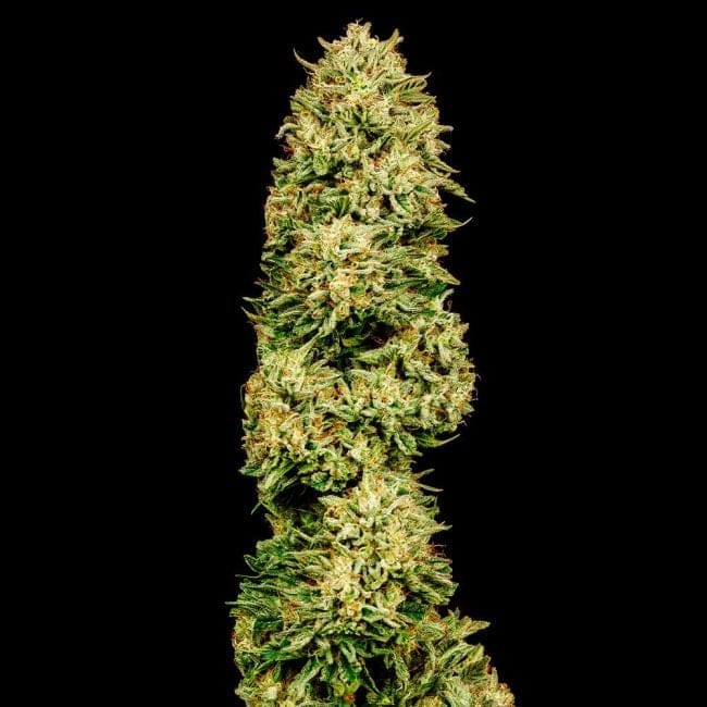 Gorilla Gas F1 Fast Feminised Seeds-SMAN-GOGA-FAST-FEM