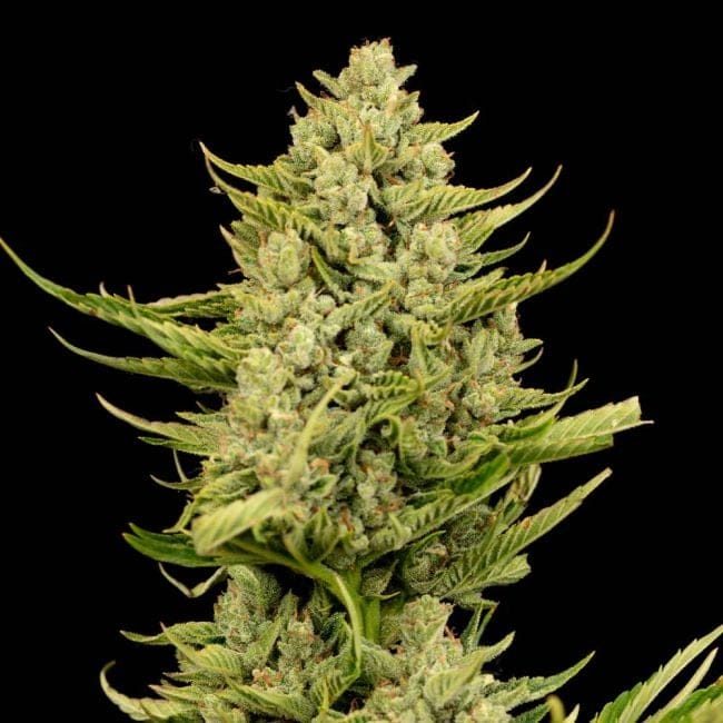 Gorilla Gas F1 Fast Feminised Seeds-SMAN-GOGA-FAST-FEM