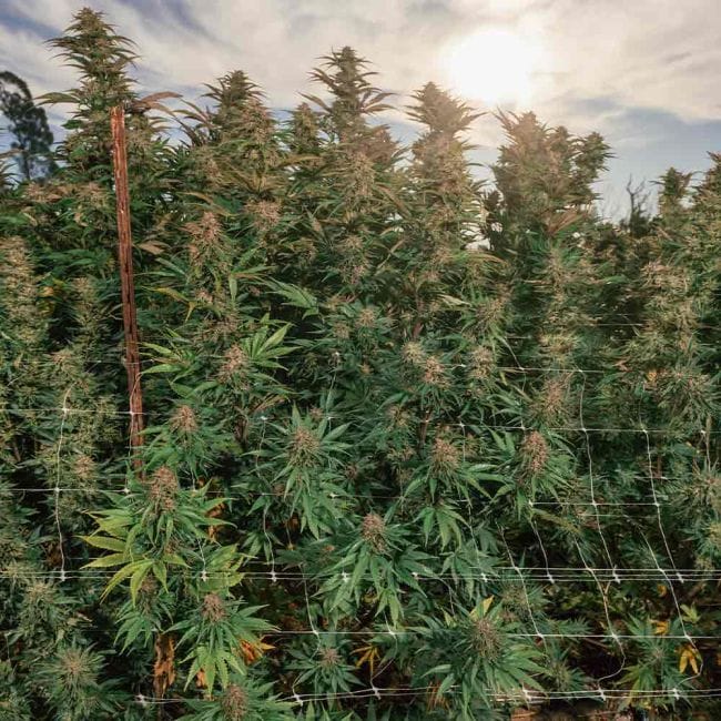 Purple Punch F1 Fast Feminised Seeds-SMAN-PUPU-FAST-FEM