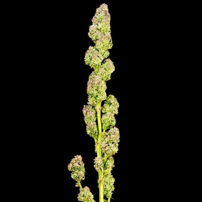 Purple Punch F1 бърз феминизирани семена-SMAN-PUPU-FAST-FEM