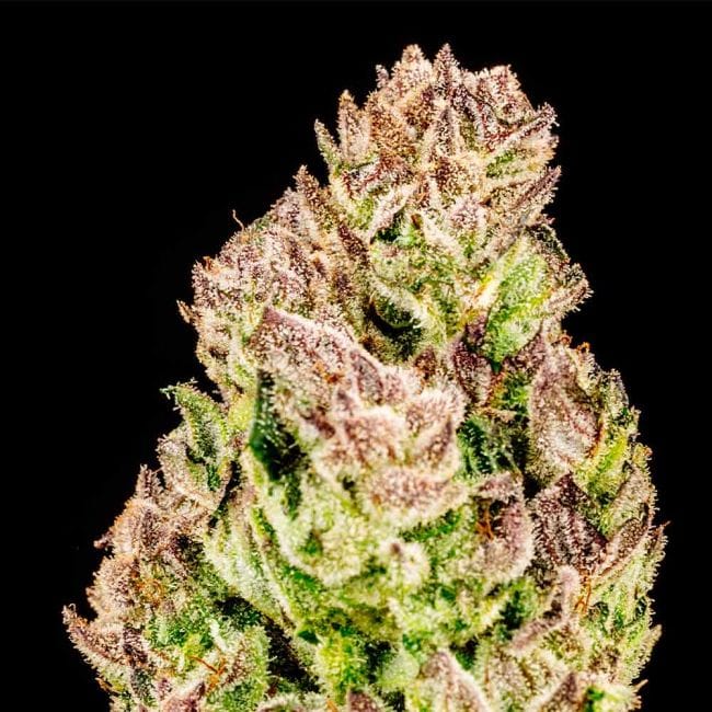 Purple Punch F1 бърз феминизирани семена-SMAN-PUPU-FAST-FEM