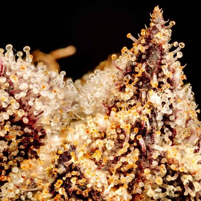 Purple Punch F1 бърз феминизирани семена-SMAN-PUPU-FAST-FEM