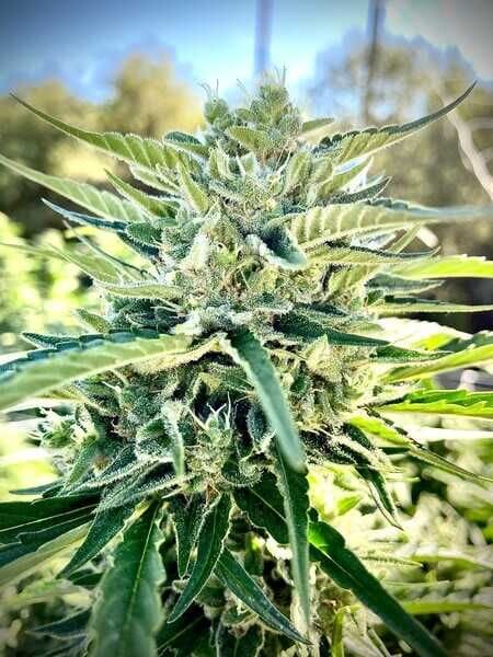 Sour Diesel Auto Feminizowane Nasiona-SMAN-SODI-AUTO-FEM