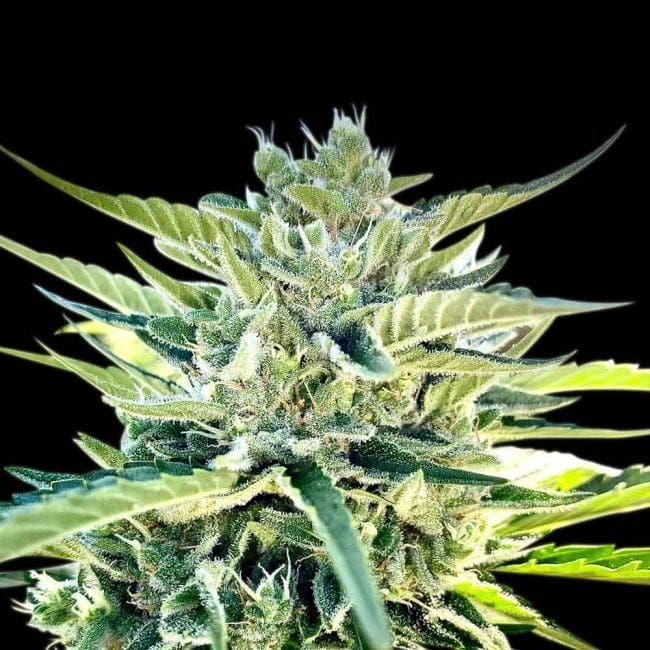 Sour Diesel Auto Feminizowane Nasiona-SMAN-SODI-AUTO-FEM